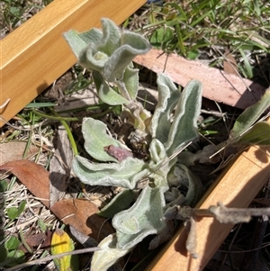 Silene coronaria at Mount Clear, ACT - 19 Feb 2025 11:30 AM