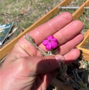 Silene coronaria at Mount Clear, ACT - 19 Feb 2025 11:30 AM