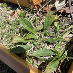 Hackelia suaveolens (Sweet Hounds Tongue) at Mount Clear, ACT - 19 Feb 2025 by JamesVandersteen