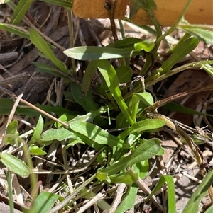 Hypochaeris radicata at Mount Clear, ACT - 19 Feb 2025 11:53 AM