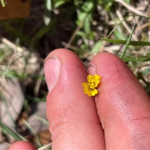 Hypochaeris radicata at Mount Clear, ACT - 19 Feb 2025 11:53 AM