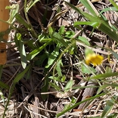 Hypochaeris radicata at Mount Clear, ACT - 19 Feb 2025 11:53 AM