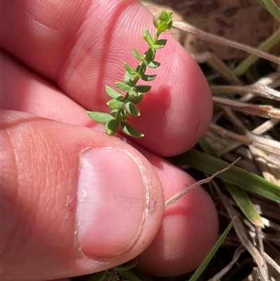 Galium ciliare subsp. ciliare at Mount Clear, ACT - 19 Feb 2025 by JamesVandersteen