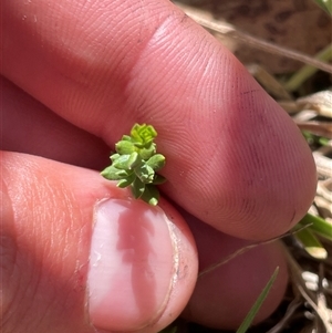 Galium ciliare subsp. ciliare at Mount Clear, ACT - 19 Feb 2025 12:18 PM