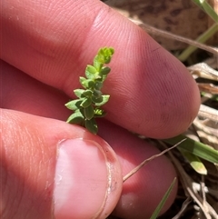 Galium ciliare subsp. ciliare at Mount Clear, ACT - 19 Feb 2025 12:18 PM