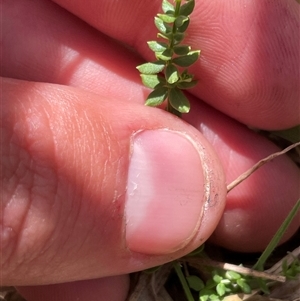 Galium ciliare subsp. ciliare at Mount Clear, ACT - 19 Feb 2025 12:18 PM