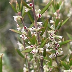 Monotoca scoparia (Broom Heath) at Monga, NSW - 12 Mar 2025 by JaneR