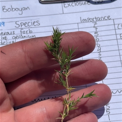 Stellaria pungens (Prickly Starwort) at Mount Clear, ACT - 19 Feb 2025 by JamesVandersteen