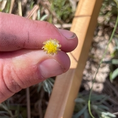 Chrysocephalum apiculatum (Common Everlasting) at Mount Clear, ACT - 19 Feb 2025 by JamesVandersteen