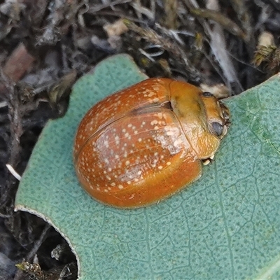 Paropsisterna cloelia (Eucalyptus variegated beetle) at Hall, ACT - 16 Mar 2025 by Anna123