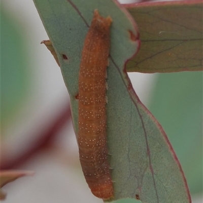 Pataeta carbo (Dark Euteliid) at Hall, ACT - 16 Mar 2025 by Anna123