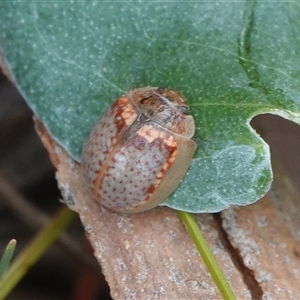 Paropsisterna m-fuscum (Eucalyptus Leaf Beetle) at Hall, ACT - 16 Mar 2025 by Anna123