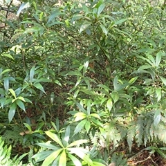 Tasmannia insipida at Kianga, NSW - 12 Mar 2025 08:49 AM