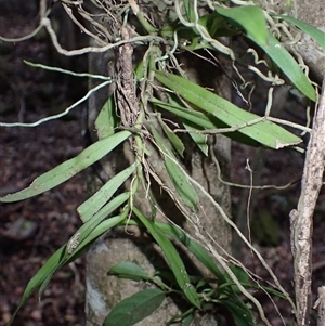 Plectorrhiza tridentata at Narooma, NSW - suppressed