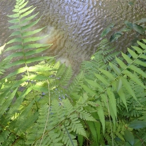 Christella dentata (Binung) at Narooma, NSW - 12 Mar 2025 by plants