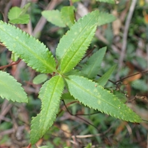 Haloragis exalata subsp. exalata (Square Raspwort) at Narooma, NSW - 12 Mar 2025 by plants