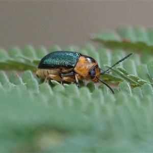 Aporocera (Aporocera) consors (A leaf beetle) at Hall, ACT - 16 Mar 2025 by Anna123