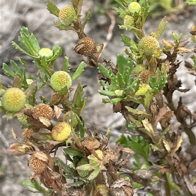 Centipeda cunninghamii (Common Sneezeweed) at Murrumbucca, NSW - 10 Mar 2025 by JaneR