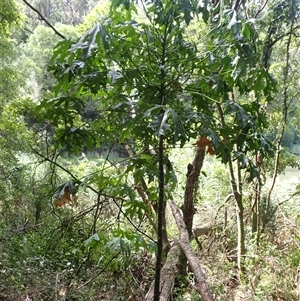 Brachychiton acerifolius at Narooma, NSW - 12 Mar 2025 11:58 AM