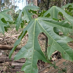 Brachychiton acerifolius at Narooma, NSW - 12 Mar 2025 11:58 AM