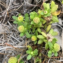 Centipeda elatinoides (Prostrate Sneezeweed) at Murrumbucca, NSW - 10 Mar 2025 by JaneR