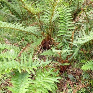 Polystichum proliferum at Dignams Creek, NSW - 12 Mar 2025 02:19 PM