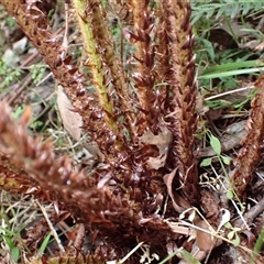 Polystichum proliferum at Dignams Creek, NSW - 12 Mar 2025 02:19 PM
