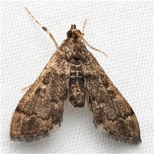 Nacoleia rhoeoalis at Rosedale, NSW - 7 Mar 2025 09:20 PM