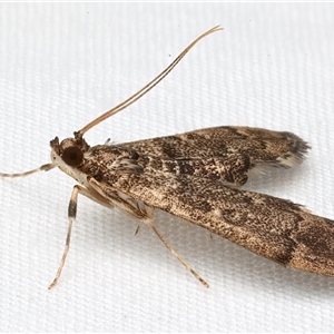 Nacoleia rhoeoalis at Rosedale, NSW - 7 Mar 2025 09:20 PM