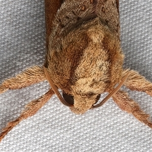 Elhamma australasiae at Rosedale, NSW - 7 Mar 2025 09:04 PM