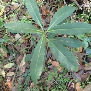 Symplocos thwaitesii at Narooma, NSW - 13 Mar 2025 10:15 AM