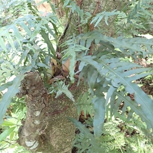 Microsorum scandens at Narooma, NSW - 13 Mar 2025 10:13 AM