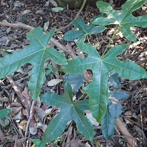 Brachychiton acerifolius at Narooma, NSW - 13 Mar 2025 10:23 AM