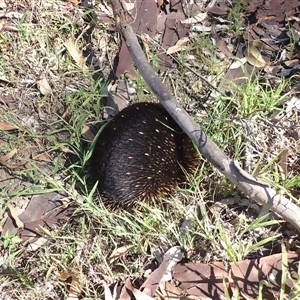 Tachyglossus aculeatus at Narooma, NSW - 13 Mar 2025 10:28 AM