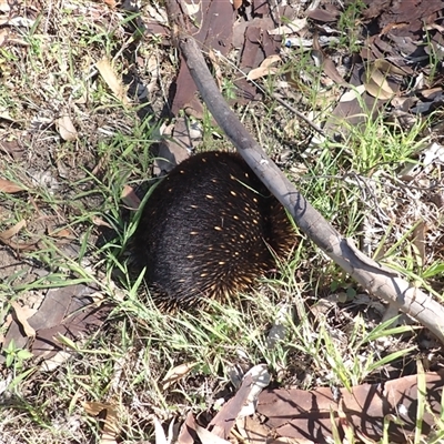 Tachyglossus aculeatus (Short-beaked Echidna) at Narooma, NSW - 13 Mar 2025 by plants