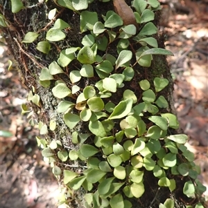 Pyrrosia rupestris at Corunna, NSW - 13 Mar 2025 12:38 PM