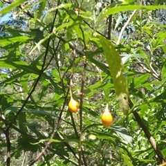 Solanum aviculare at Corunna, NSW - 13 Mar 2025 12:59 PM