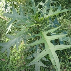Solanum aviculare at Corunna, NSW - 13 Mar 2025 12:59 PM