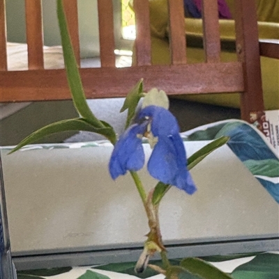 Commelina cyanea at Blaxlands Creek, NSW - 17 Mar 2025 by VickiC