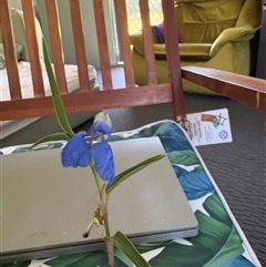 Commelina cyanea at Blaxlands Creek, NSW - 17 Mar 2025 10:21 AM