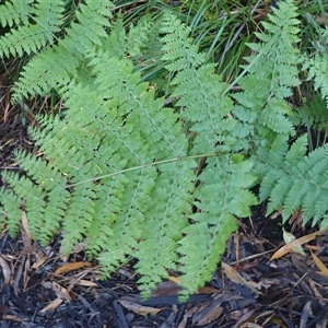 Dennstaedtia davallioides at Narooma, NSW - 14 Mar 2025 07:20 AM