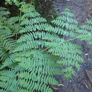 Histiopteris incisa at Narooma, NSW - suppressed