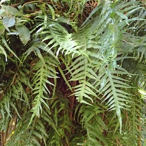 Microsorum scandens at Narooma, NSW - 14 Mar 2025 07:26 AM