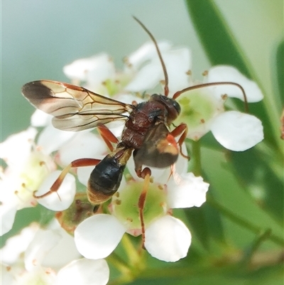 Unidentified Wasp (Hymenoptera, Apocrita) at Hall, ACT - 14 Mar 2025 by Anna123