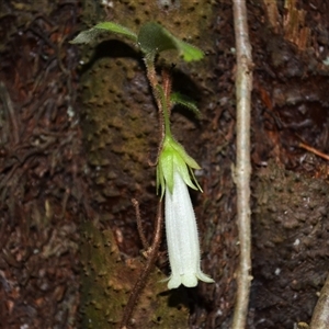 Fieldia australis at Narooma, NSW - 13 Mar 2025 11:46 PM