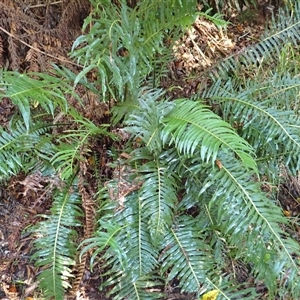 Blechnum nudum at Narooma, NSW - 14 Mar 2025 07:31 AM