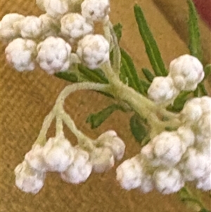 Ozothamnus diosmifolius at Blaxlands Creek, NSW - 17 Mar 2025 10:57 AM