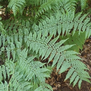 Diplazium australe at Narooma, NSW - suppressed