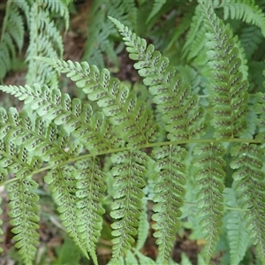 Diplazium australe at Narooma, NSW - suppressed