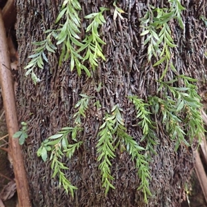 Tmesipteris parva at Narooma, NSW - suppressed